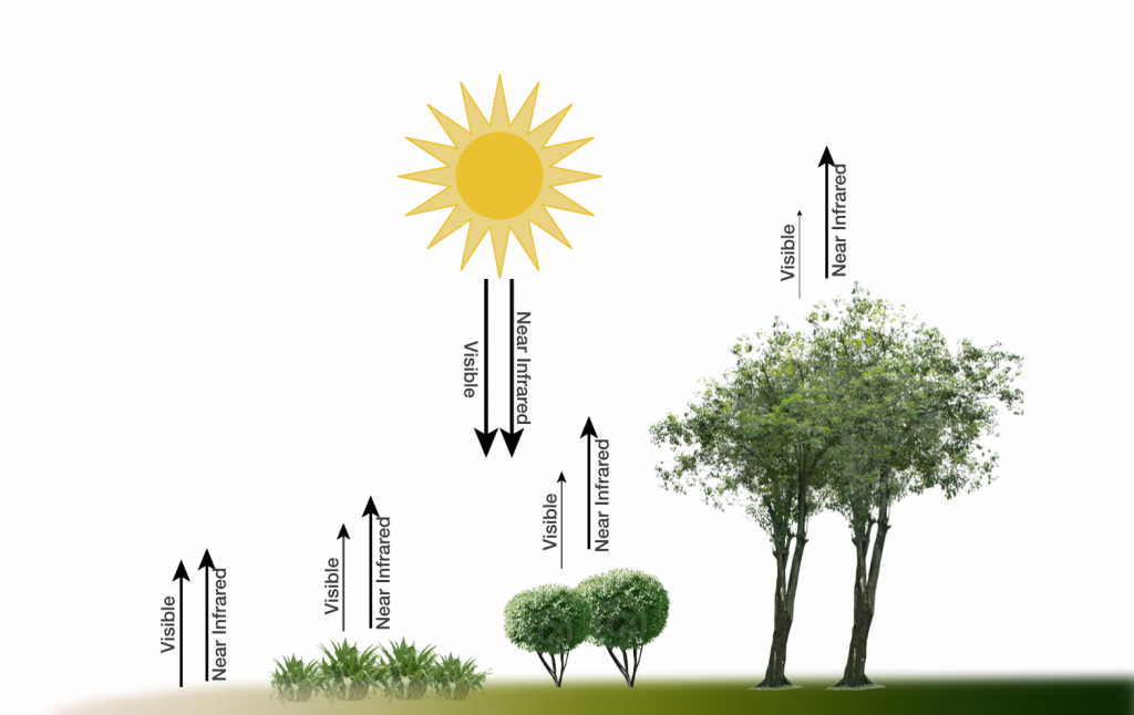 Vegetation-index-diagram