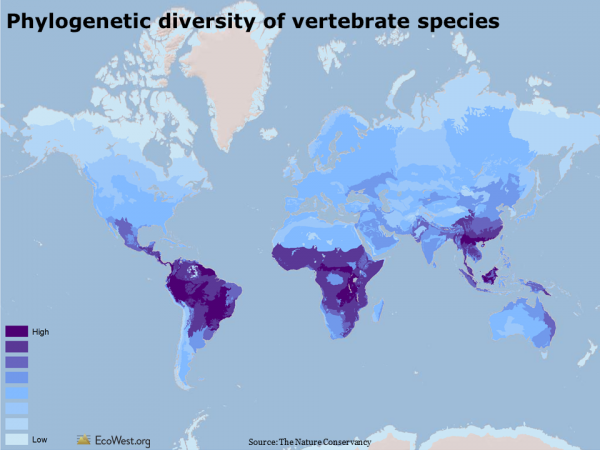 Phylogenetic diversity of species