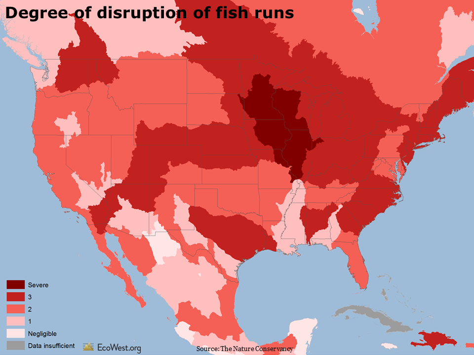 Disruption of natural fish runs