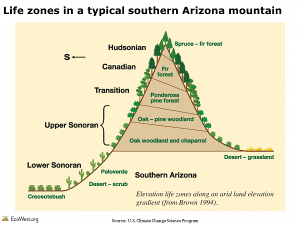 Life zones in a typical southern Arizona mountain