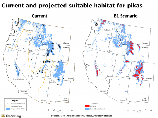 Current and projected suitable habitat for pikas