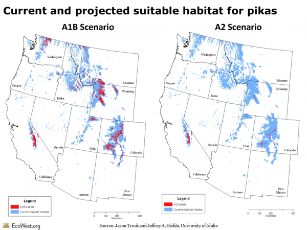 Current and projected suitable habitat for pikas