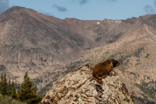 Marmot in Holy Cross Wilderness, Colorado