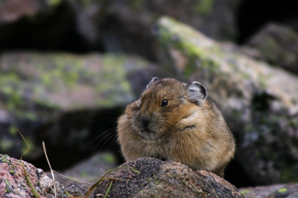 American pika in Colorado