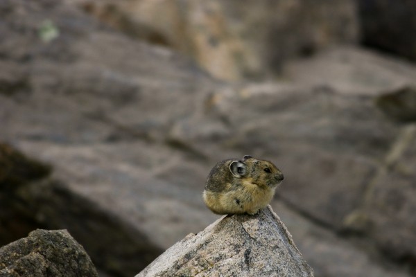 American pika in Indian Peaks Wilderness, Colorado